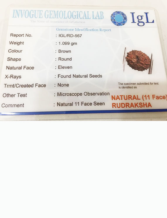 11 Mukhi Indonesia Certified Rudraksha size - 15 mm